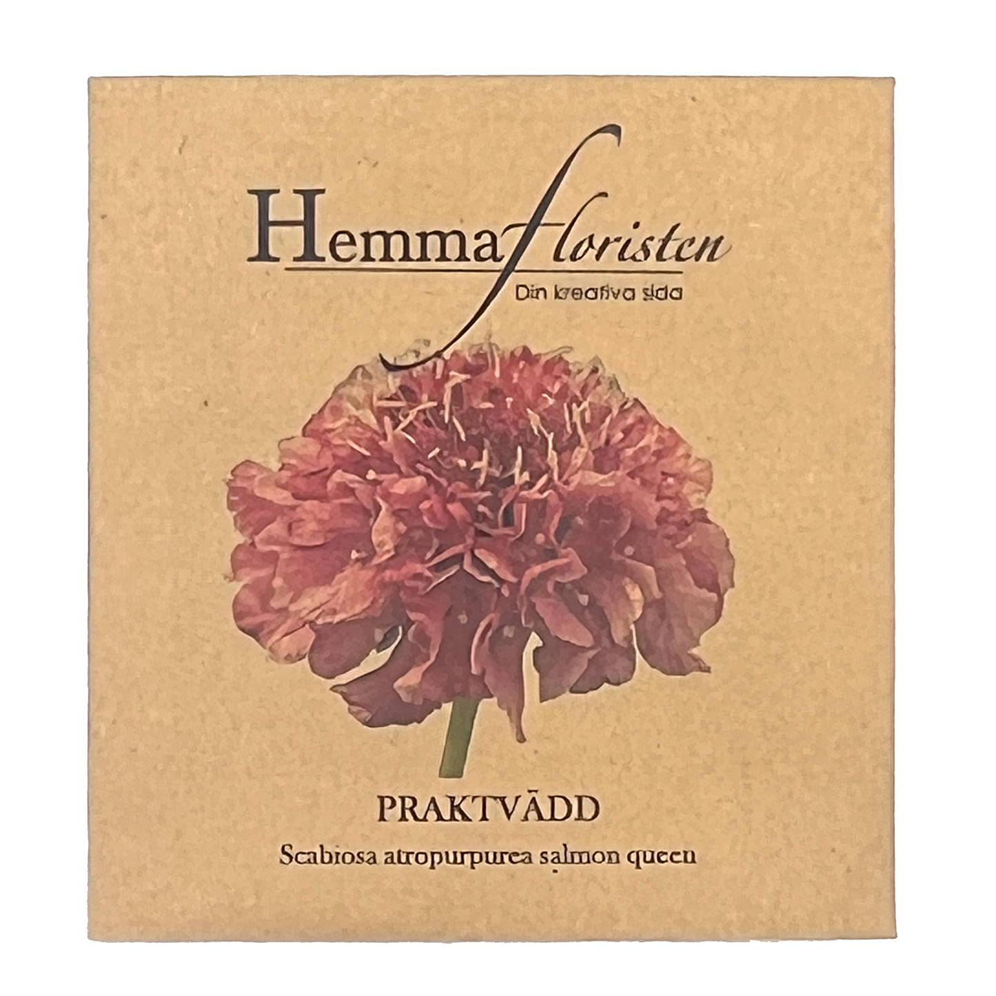 Praktvädd - Scabiosa atropurpurea Salmon Queen