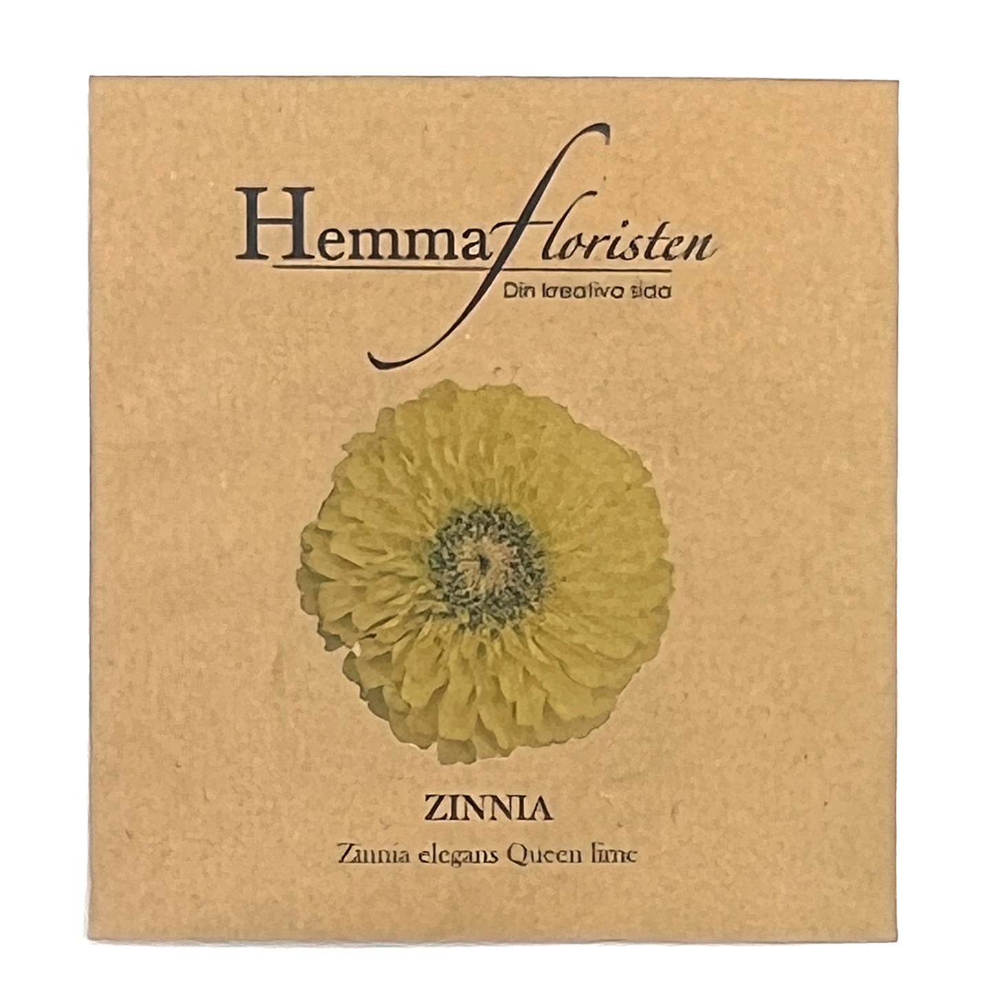 Zinnia - Queen lime