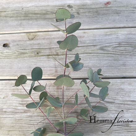 Eucalyptus Baby blue bouquet