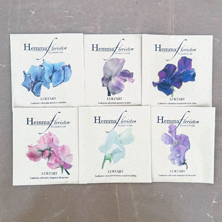 Fröbox Doftande luktärt