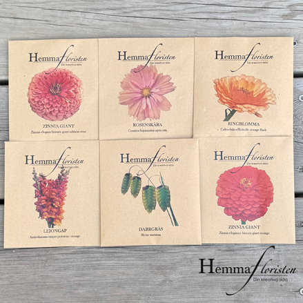 Fröbox Orange - Aprikos