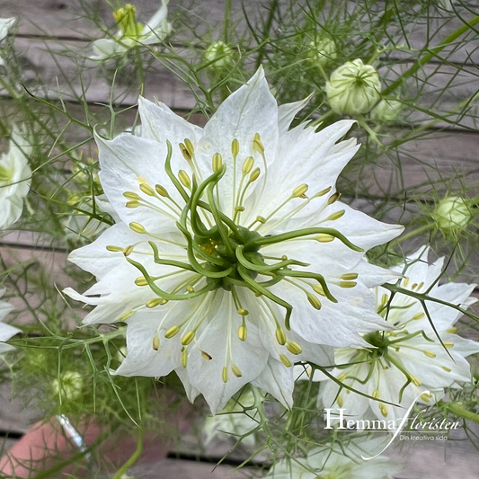 Jungfrun i det gröna, Vit