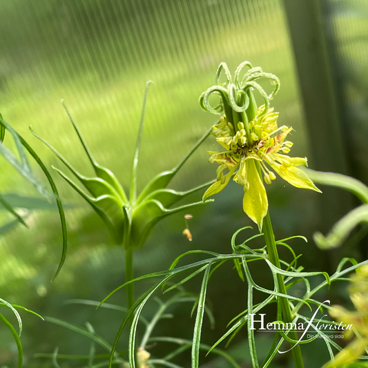 Orientaliska Jungfrun