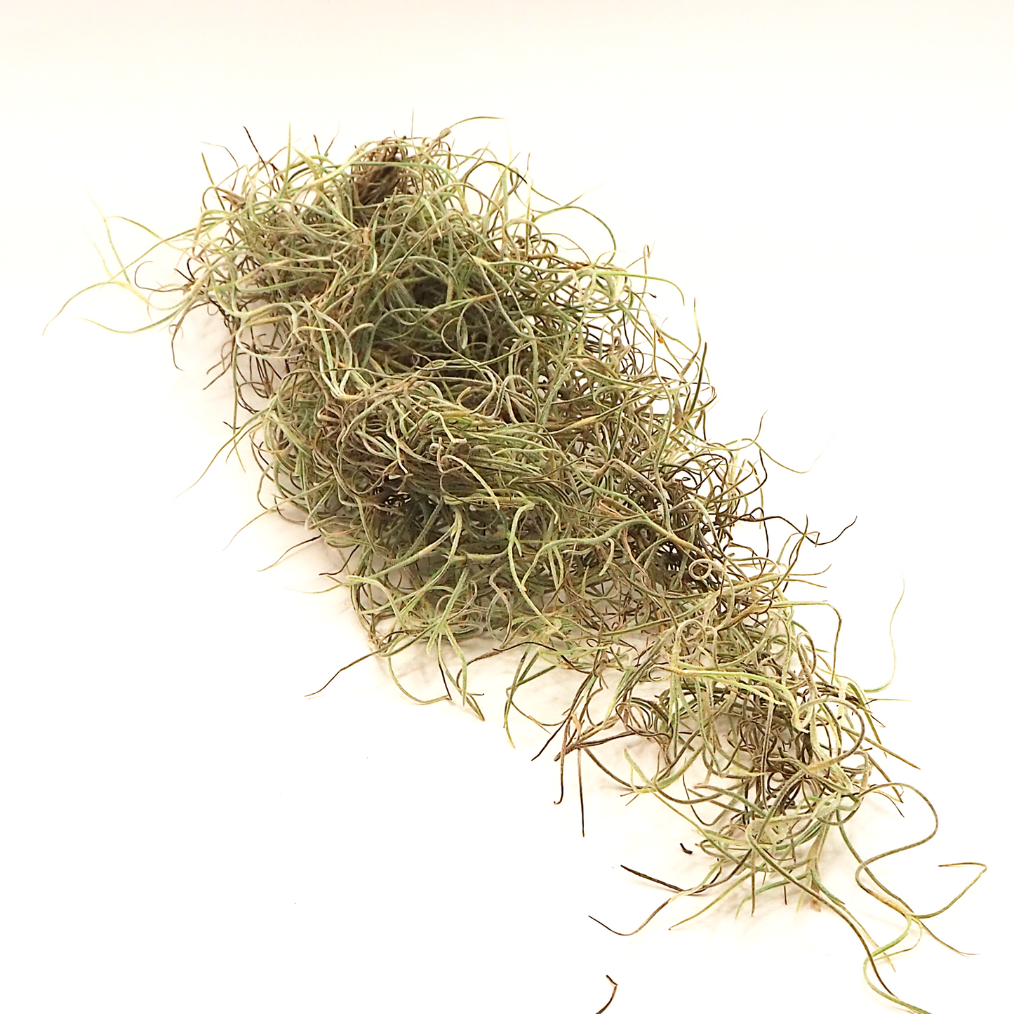 Tillandsia mos (spansk mos) ca 25 gr