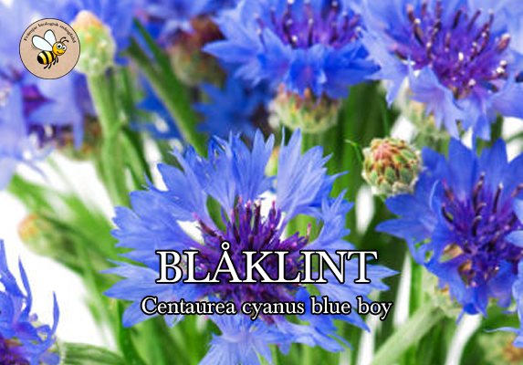 Blåklint Blue Boy