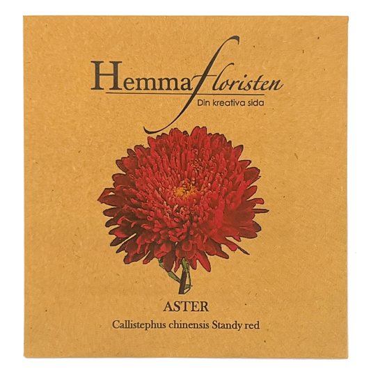 Aster - Callistephus chinensis standy red