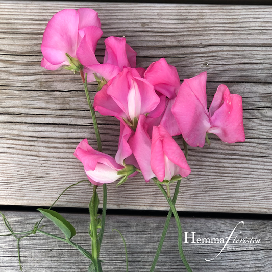 Sweet Pea - Elegance dyb rose