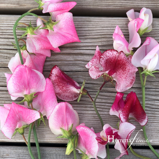 Sweet Pea - Spencer March