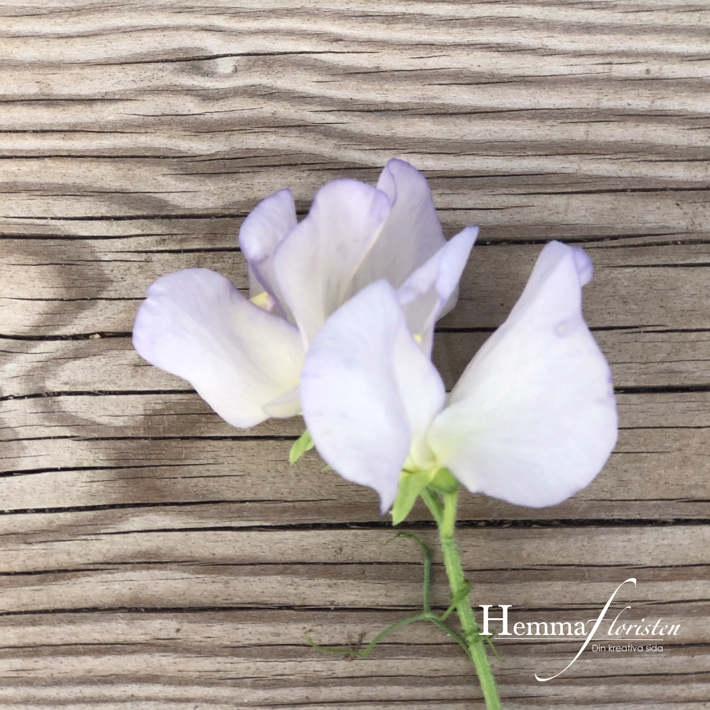 Sweet Pea - Spencer Old Times