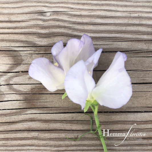 Sweet Pea - Spencer Old Times