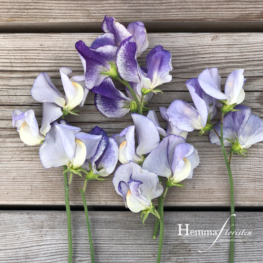 Sweet Pea - Spencer Blue Ripple