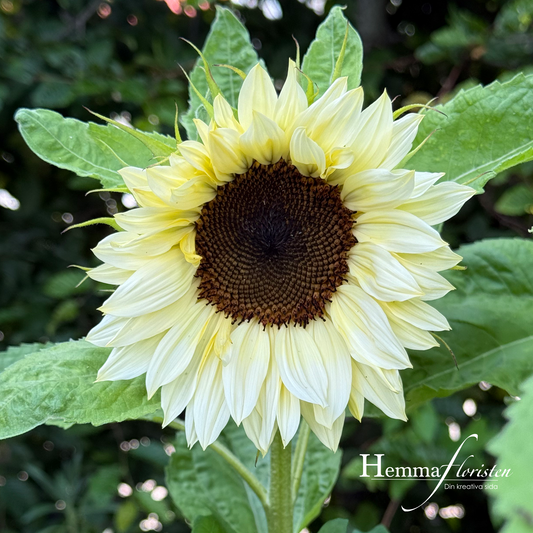 Solros - f1 Pro Cute White Nite