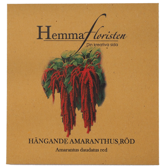 Amaranthus rødt hængende