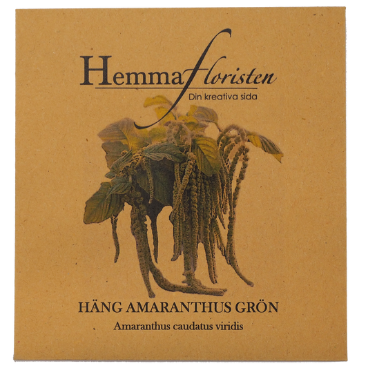 Amaranthus - Grønt ophæng