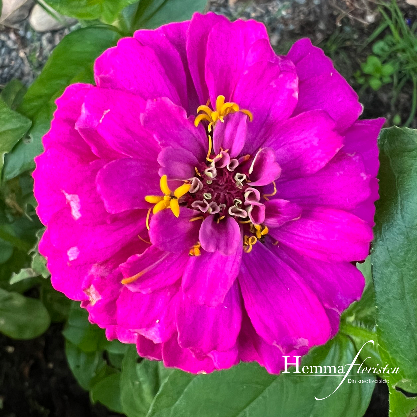 Zinnia - Oklaholma Carmine