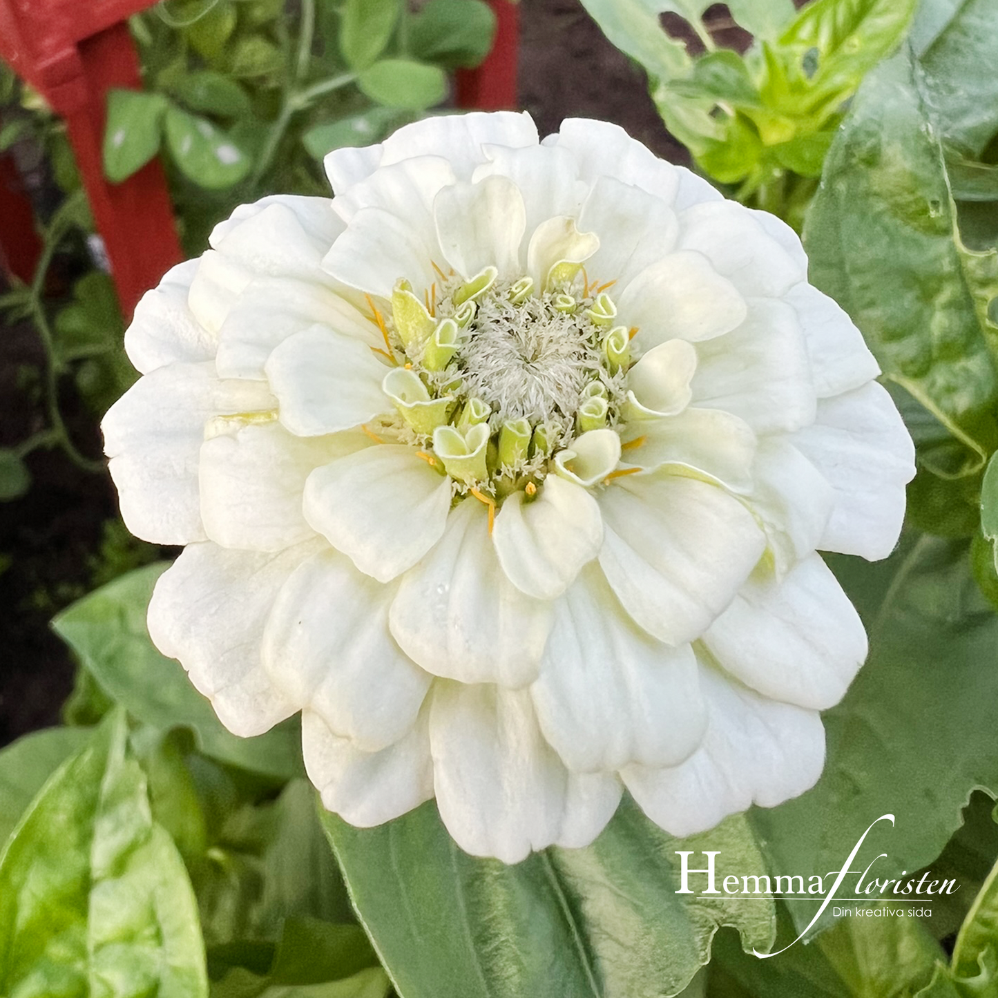 Zinnia - Oklahoma White