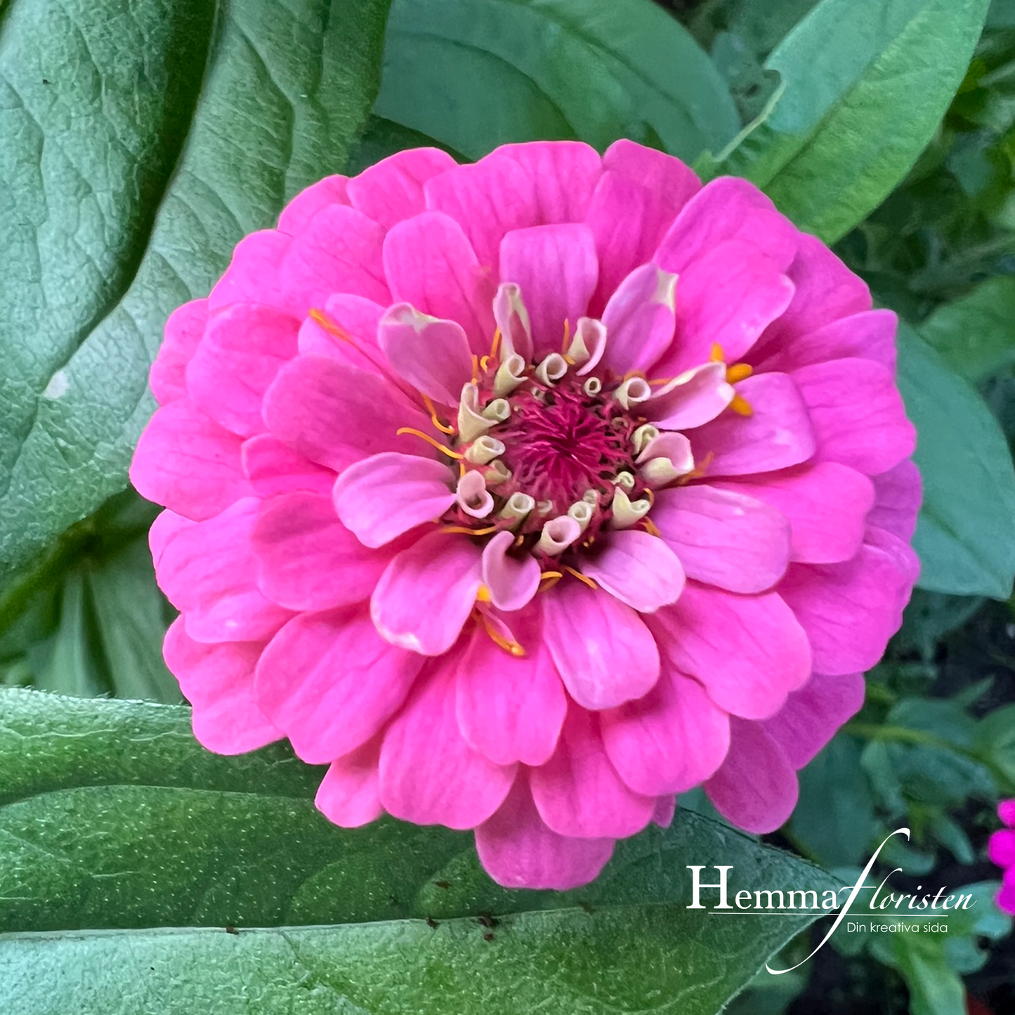 Zinnia - Oklahoma Pink