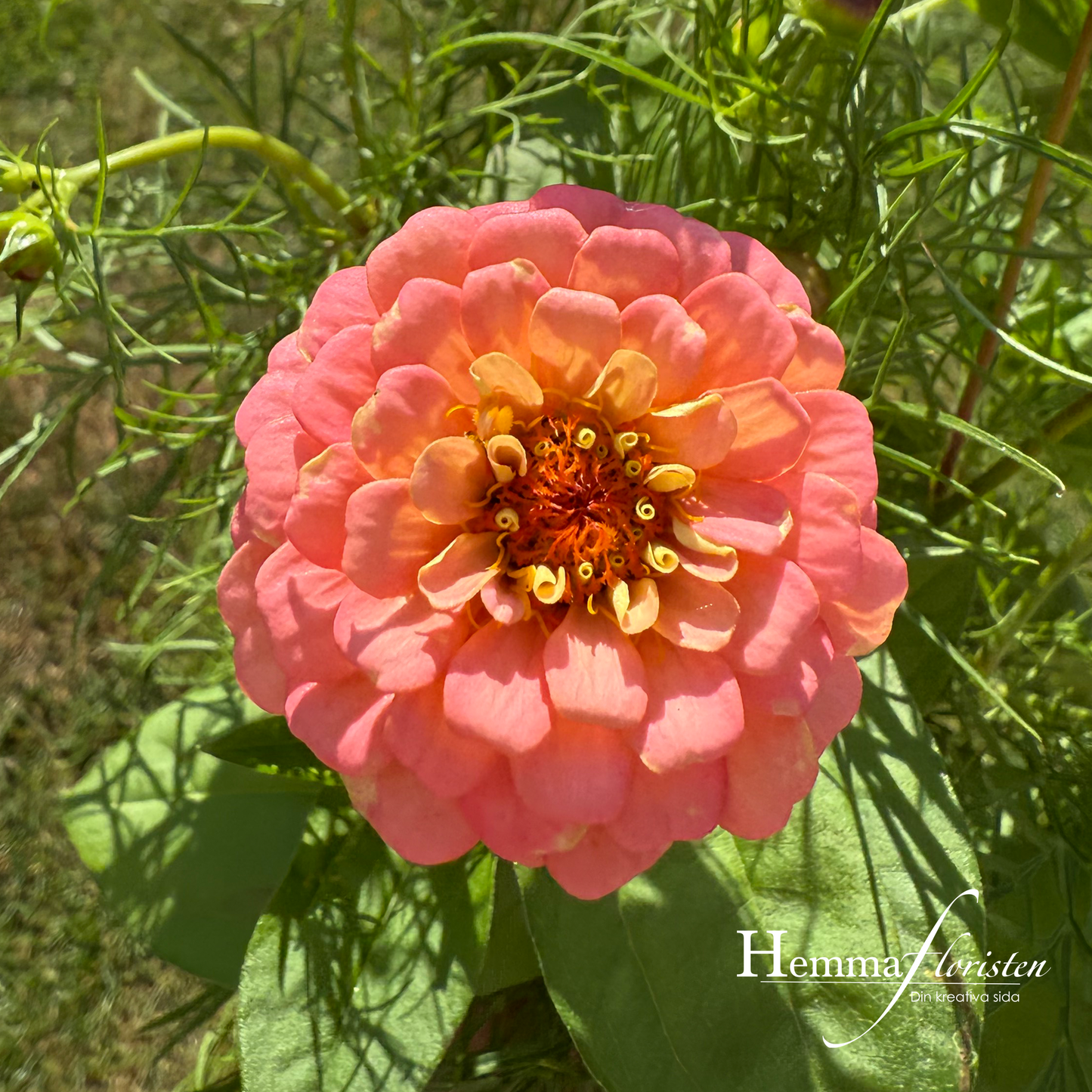 Zinnia - Oklahoma Salmon