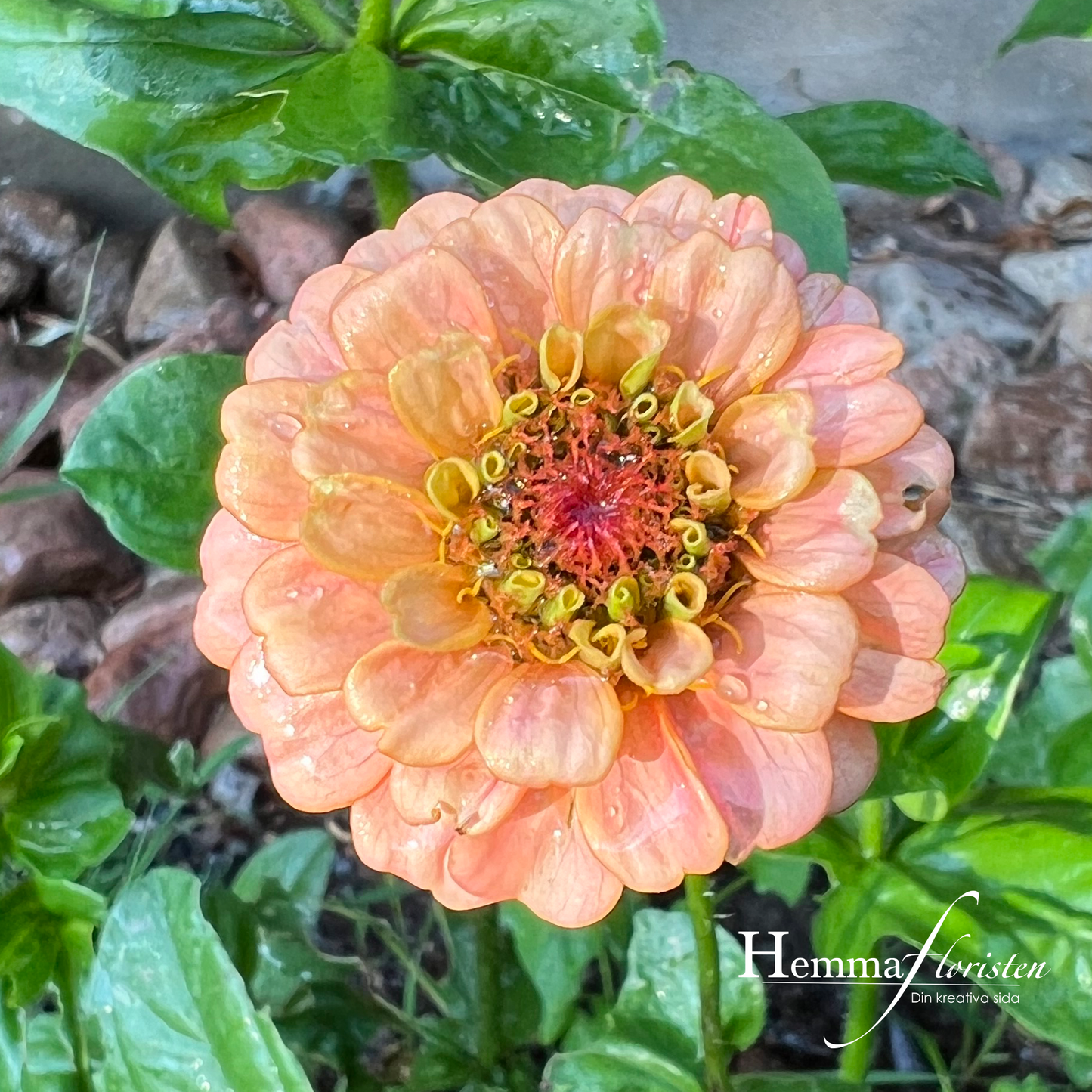 Zinnia - Oklahoma Salmon