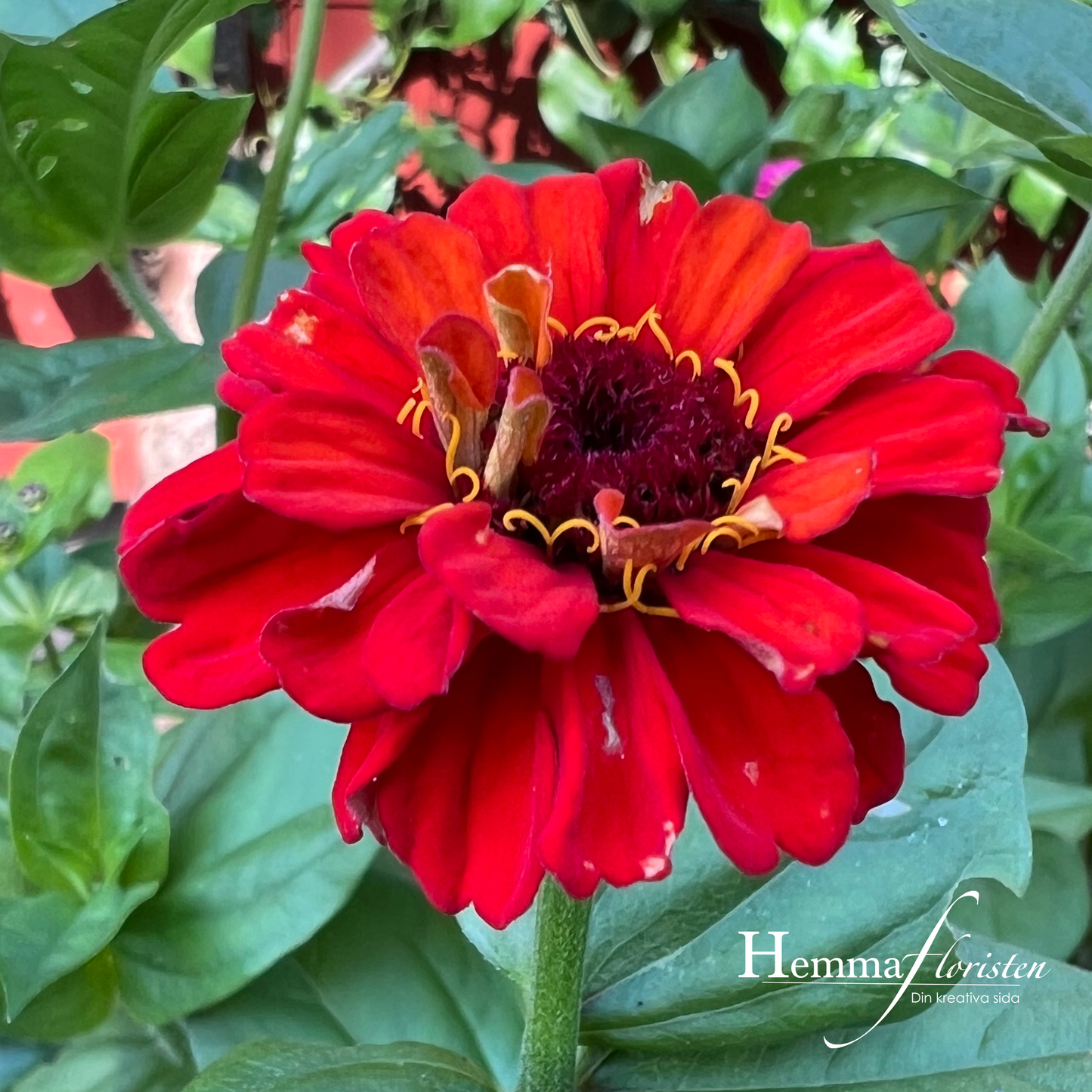 Zinnia - Oklahoma Scarlet