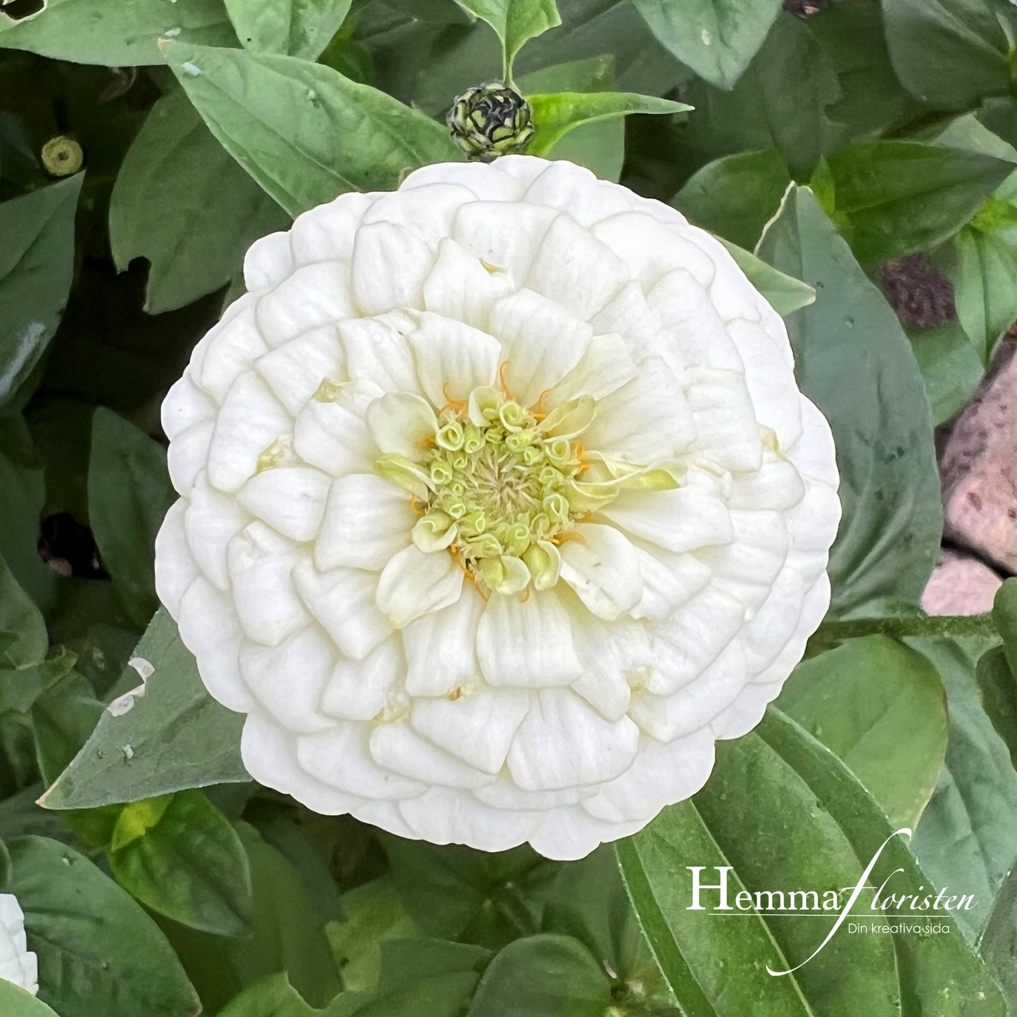 Zinnia - Oklahoma White