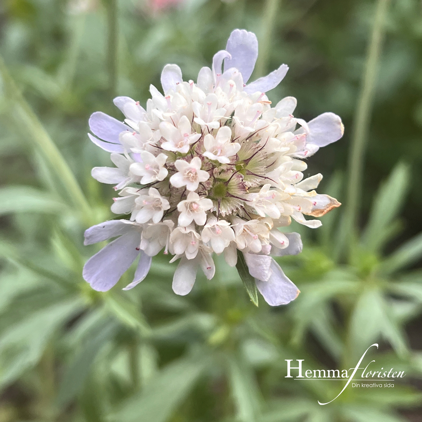 Stjärnvädd - Paper moon