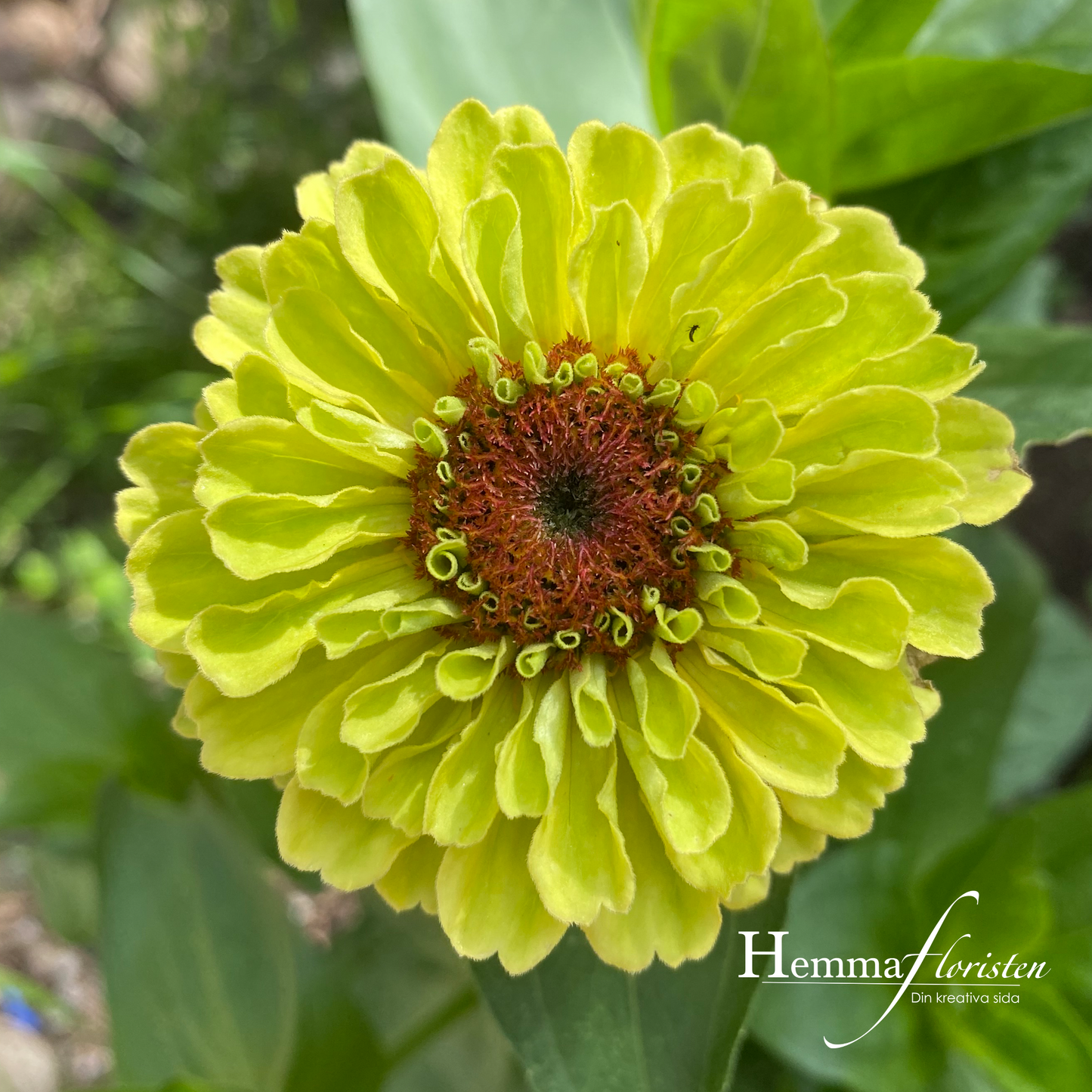 Zinnia - Queen Lime Orange