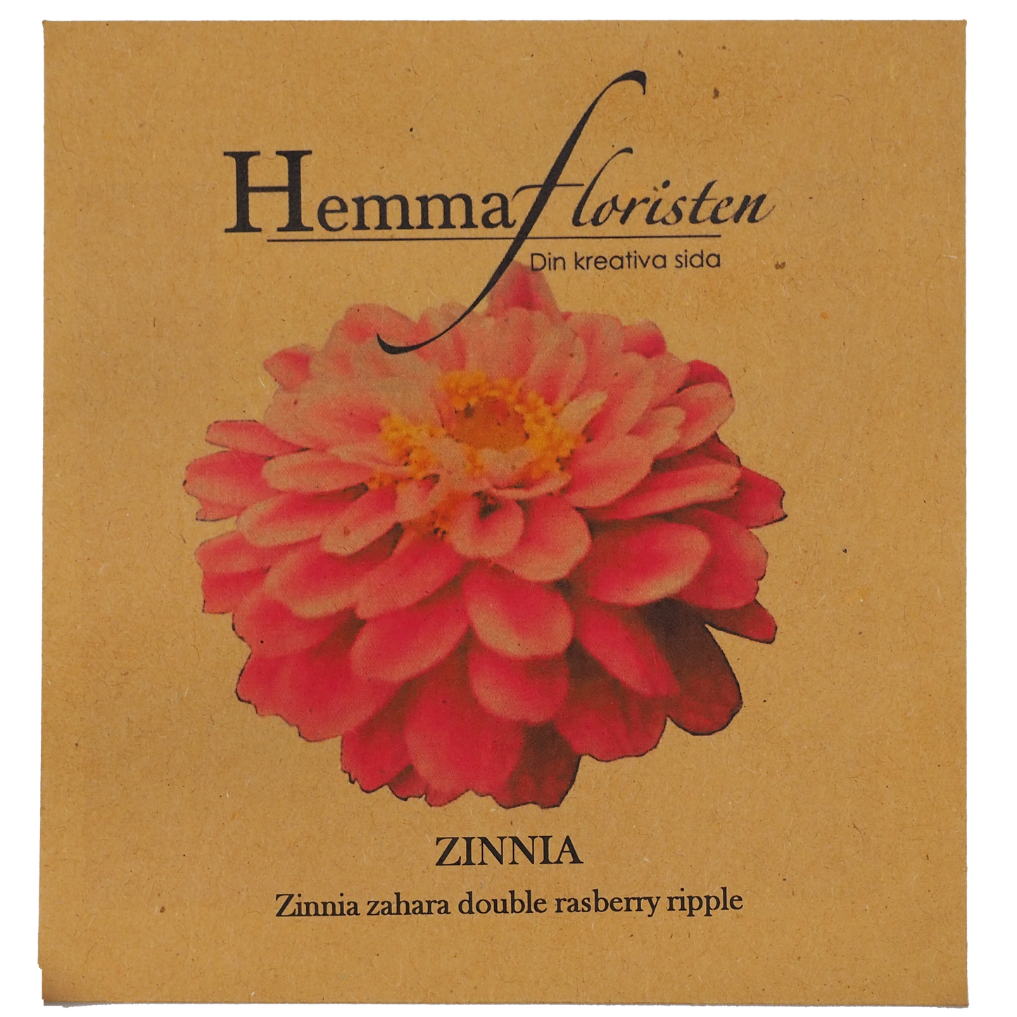 Zinnia - Double Raspberry Ripple