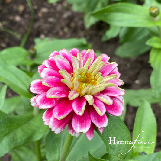 Zinnia - Double Raspberry Ripple
