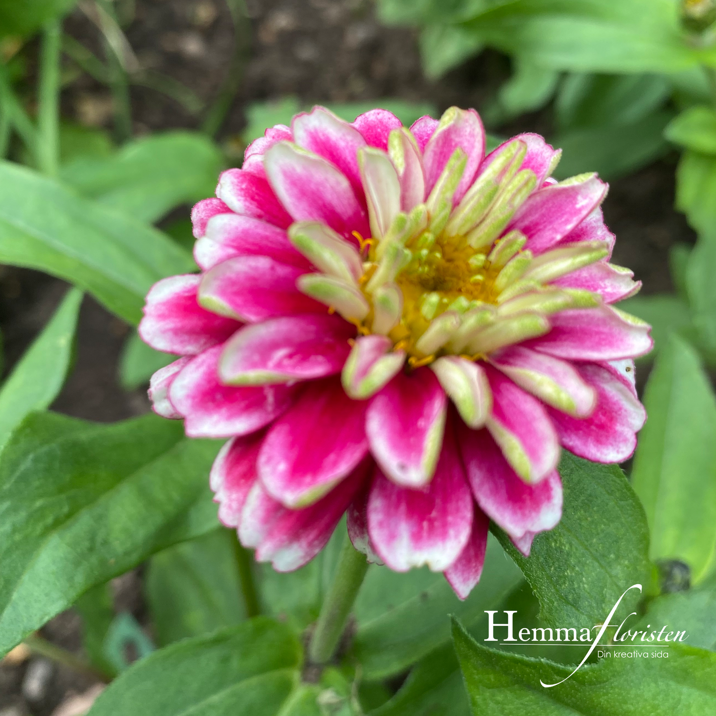 Zinnia - Double Raspberry Ripple