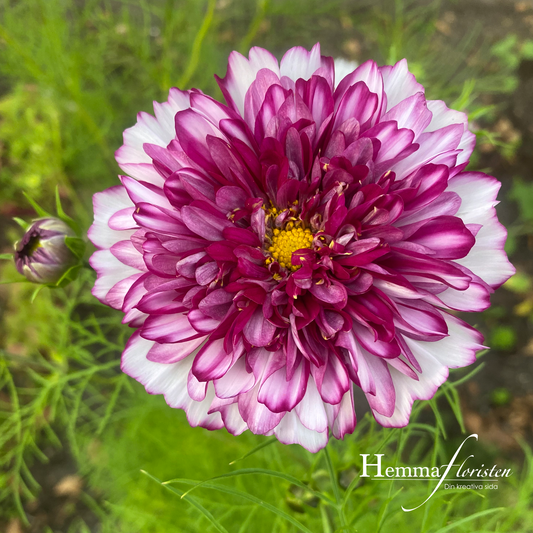 Rose skåret Double Click Bicolour Violet