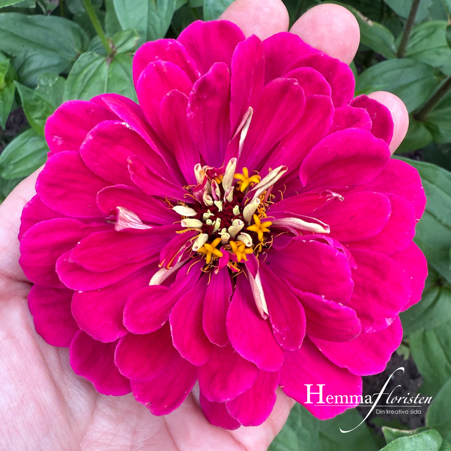 Zinnia Giant - Benary kæmpe lilla