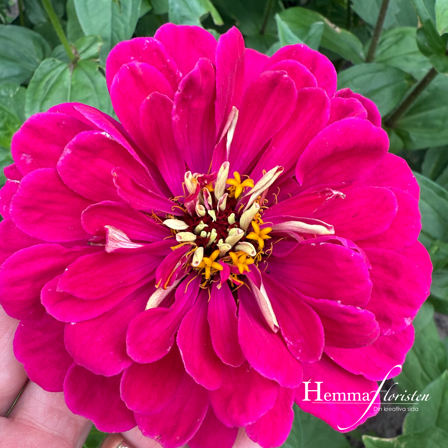 Zinnia Giant - Benary kæmpe lilla
