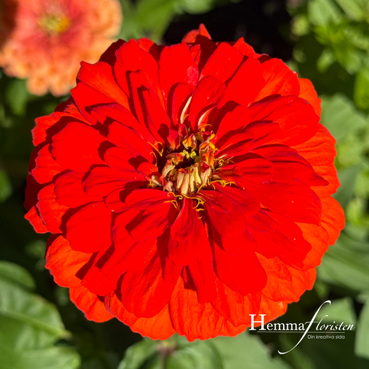 Zinnia Giant - Benary Giant Orange