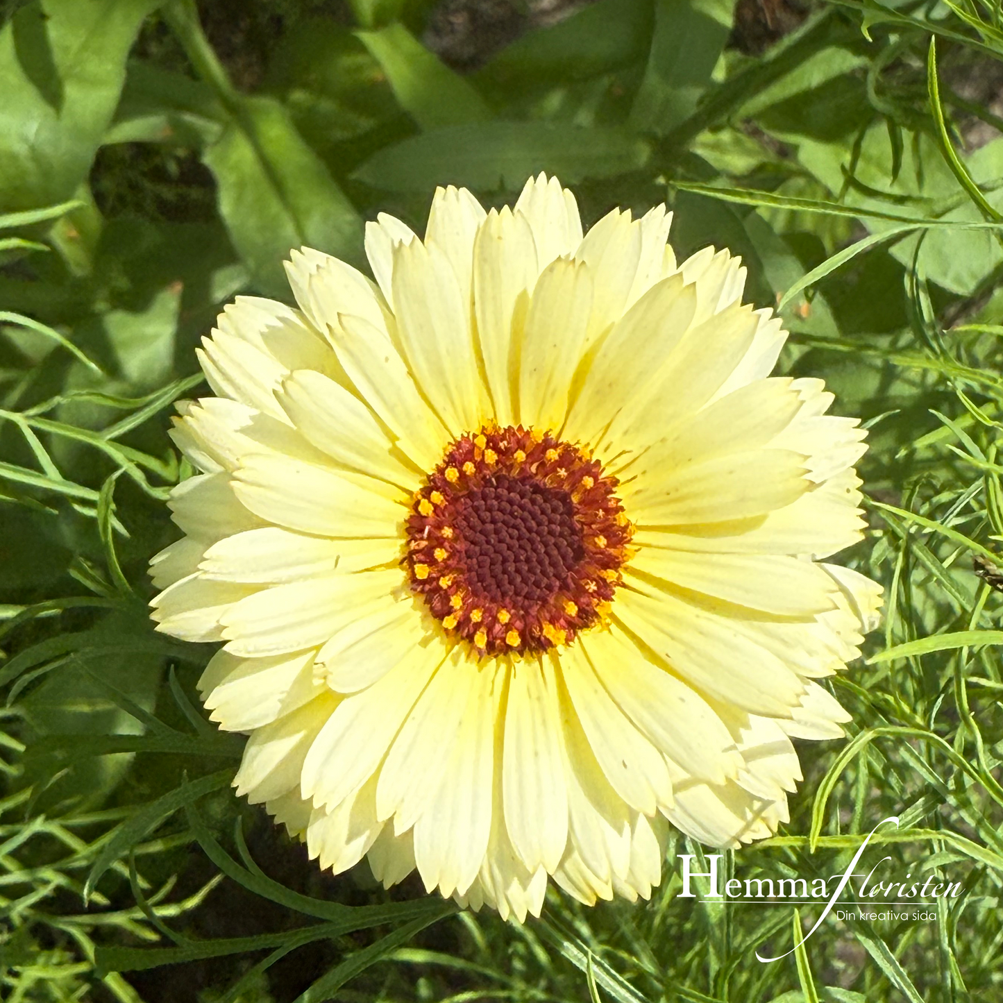 Ringblomma Ivory Princess