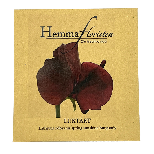 Luktärt - Sunshine Burgundy