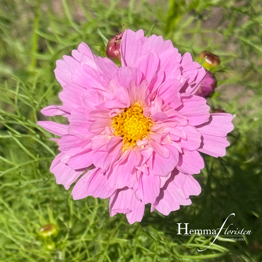 Rosenskära Double Dutch Rose