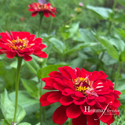 Zinnia Dahlia-blomstret Scarlet Flame