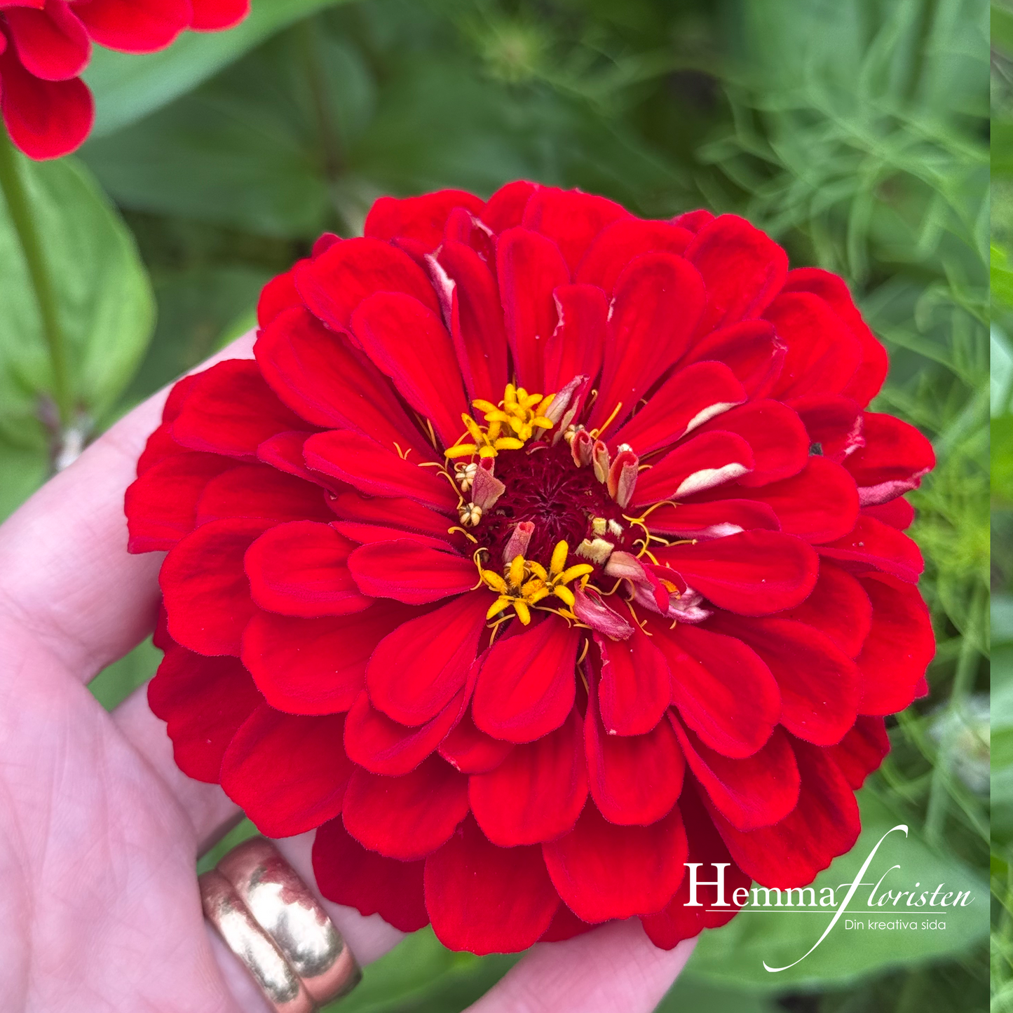 Zinnia Dalia-flowred Scarlet Flame