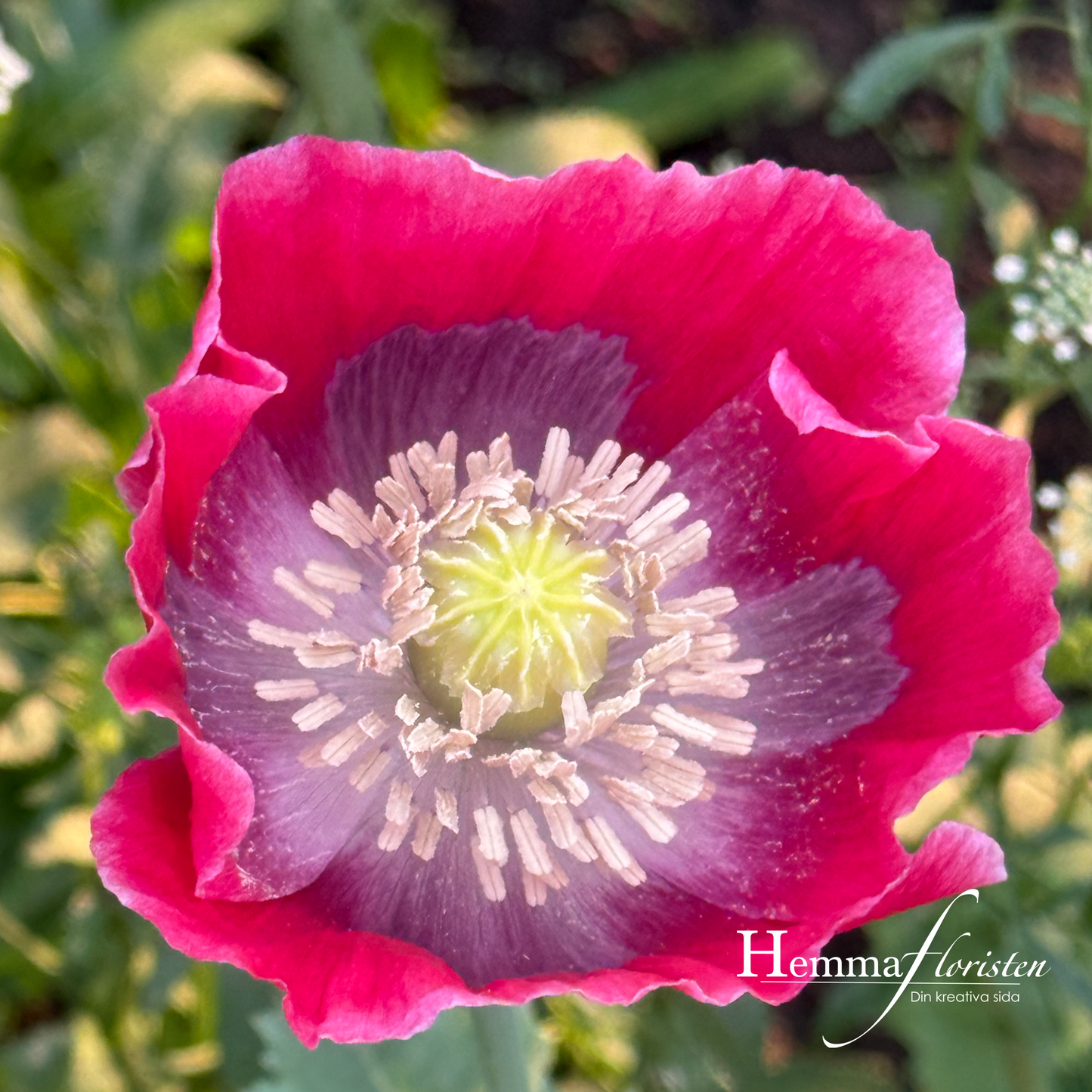 Papaver Bowling ball