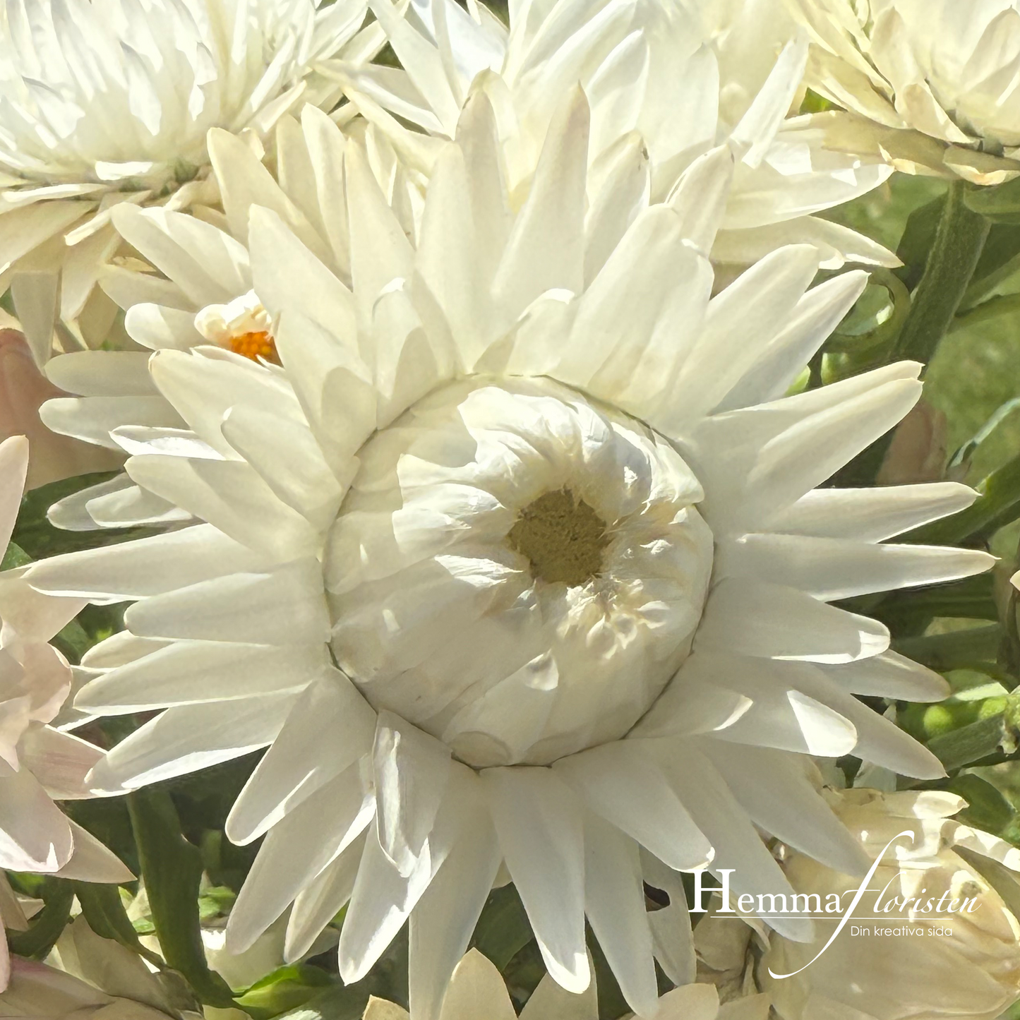 Kæmpe-evighedsblomst Silvery White