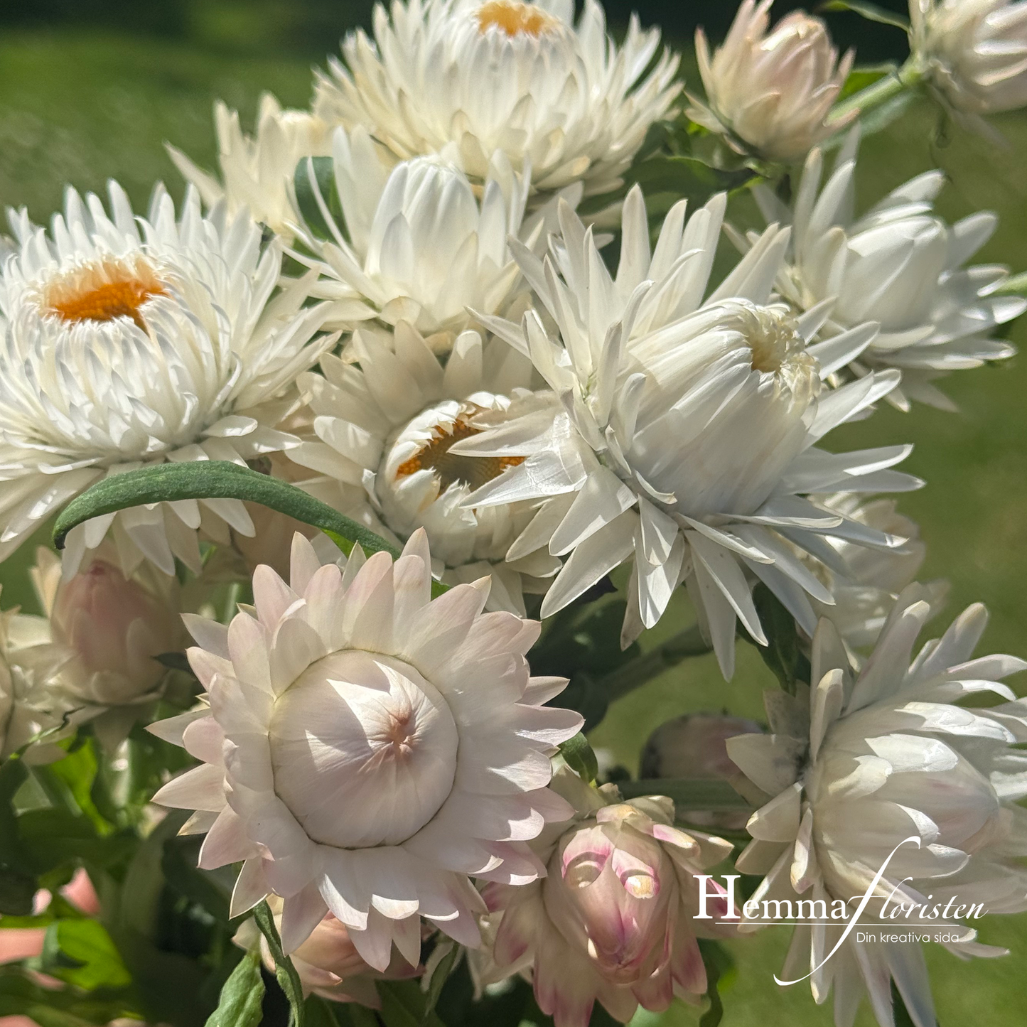 Kæmpe-evighedsblomst Silvery White