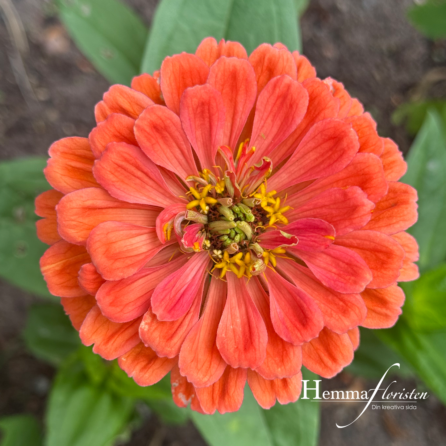 Zinnia Giant Salmon Rose