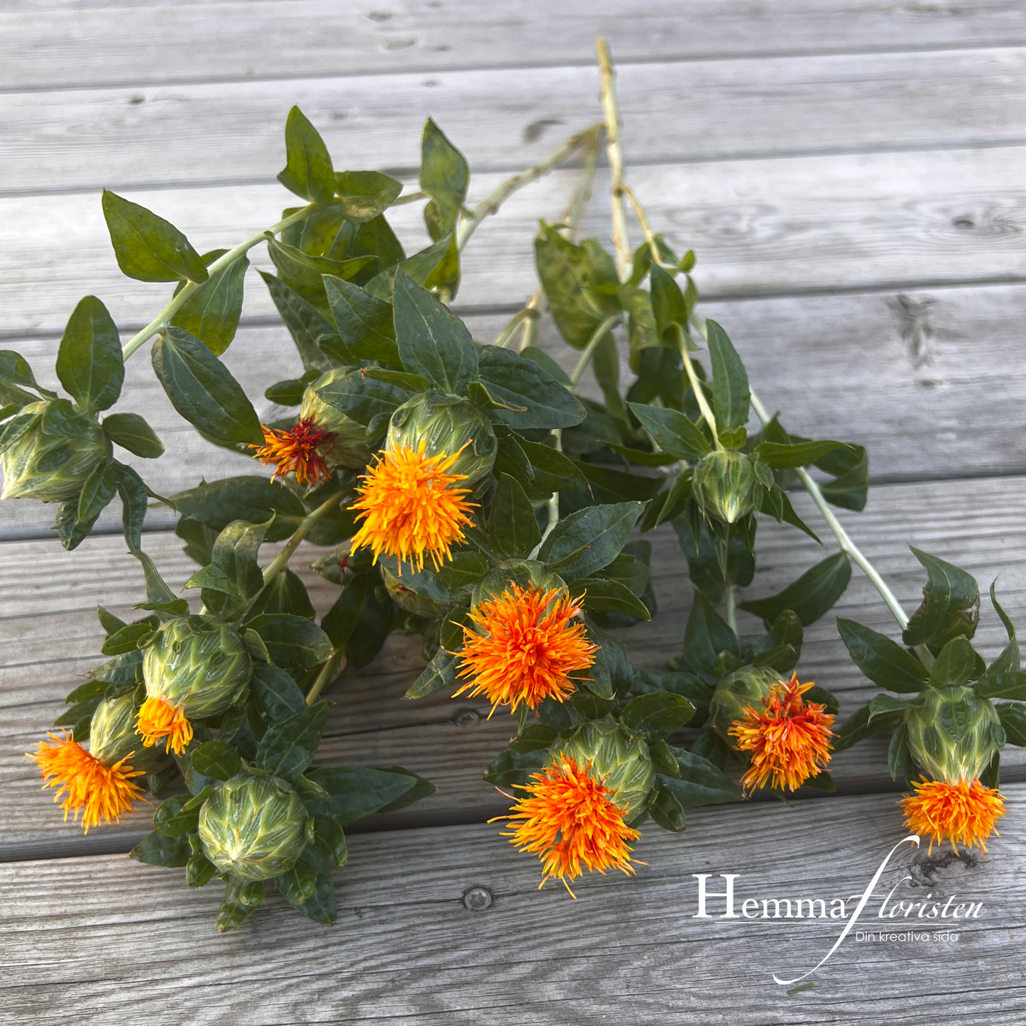 Safflor - Carthamus tinctorius Zanzibar