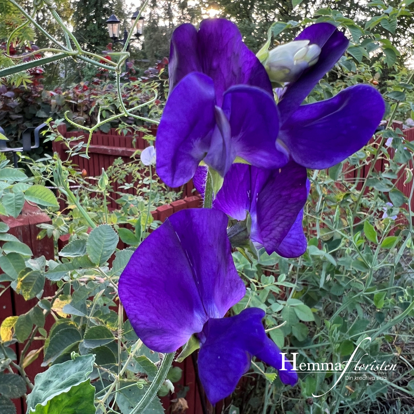 Lathyrus - Royal navy blue