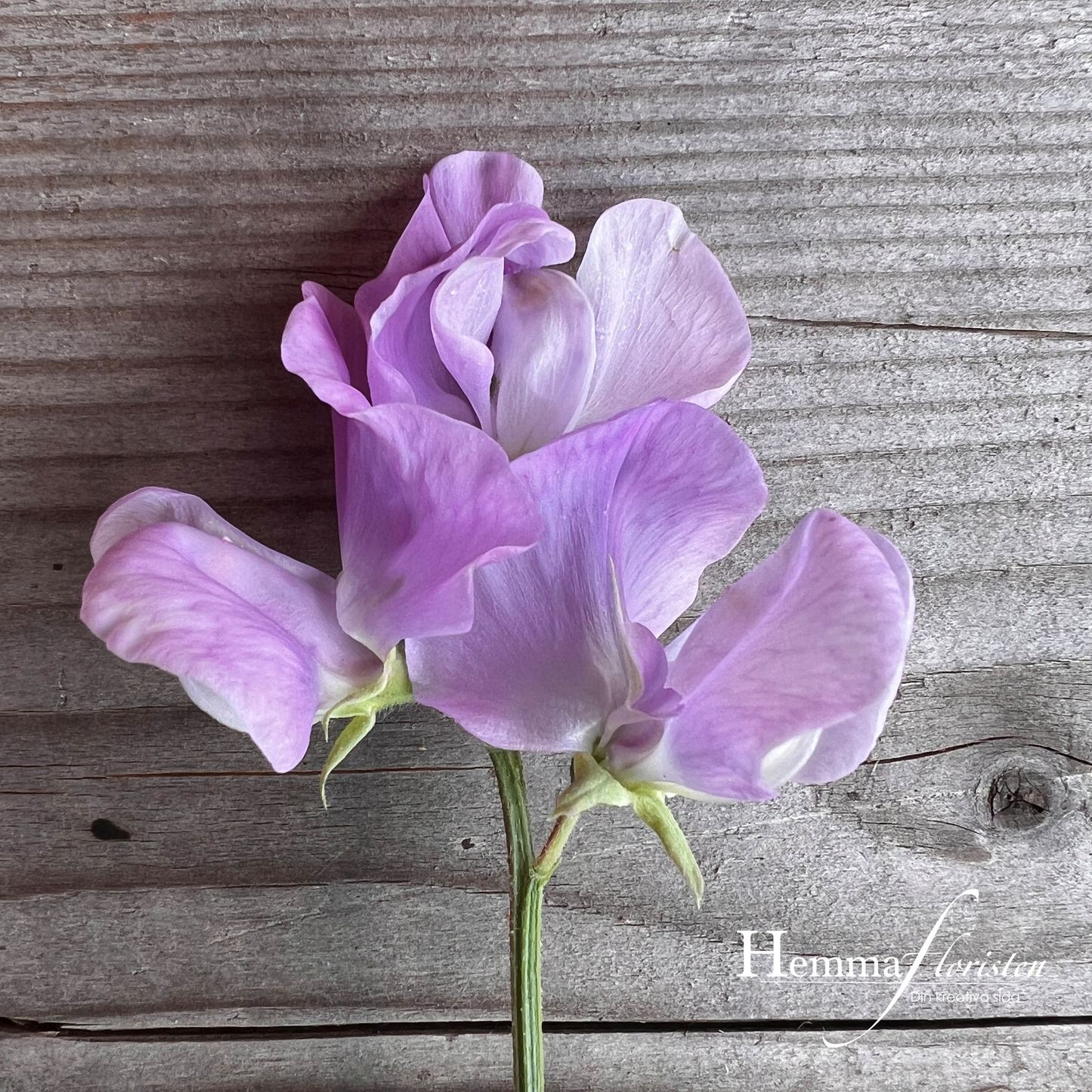 Lathyrus odoratus - Royal Lavender