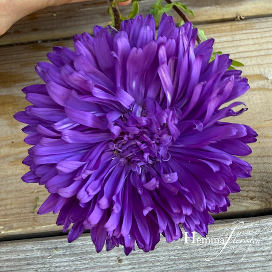 Aster - Callistephus chinensis Matador Deep Blue