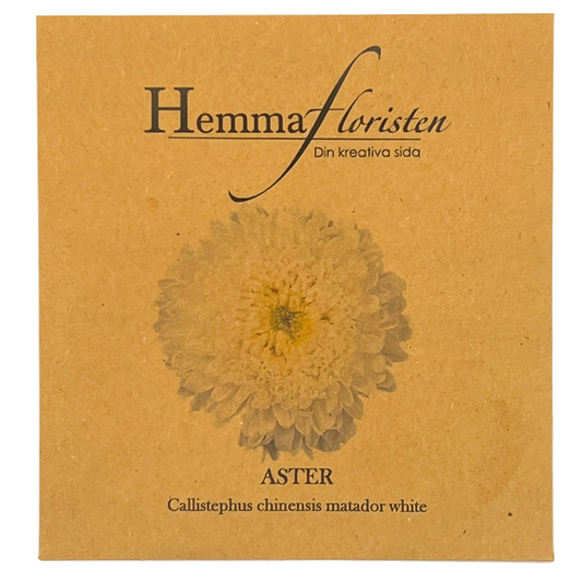 Aster - Callistephus chinensis Matador white