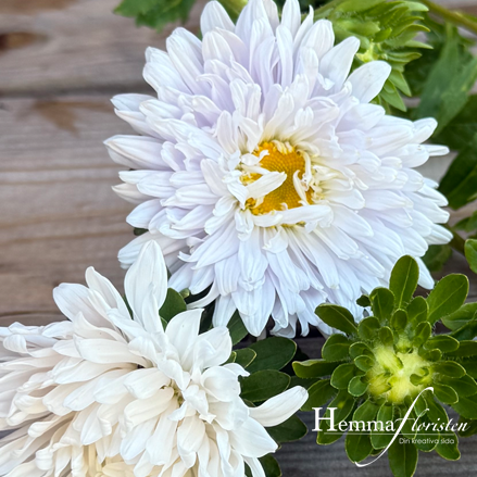 Astes – Callistephus chinensis Matador white
