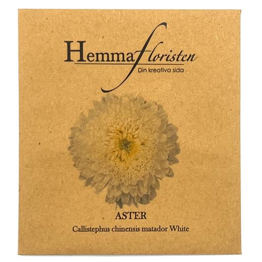 Aster - Callistephus chinensis Matador white